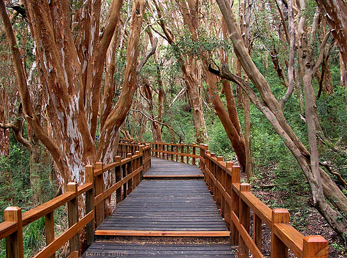 Los Arrayanes National Park